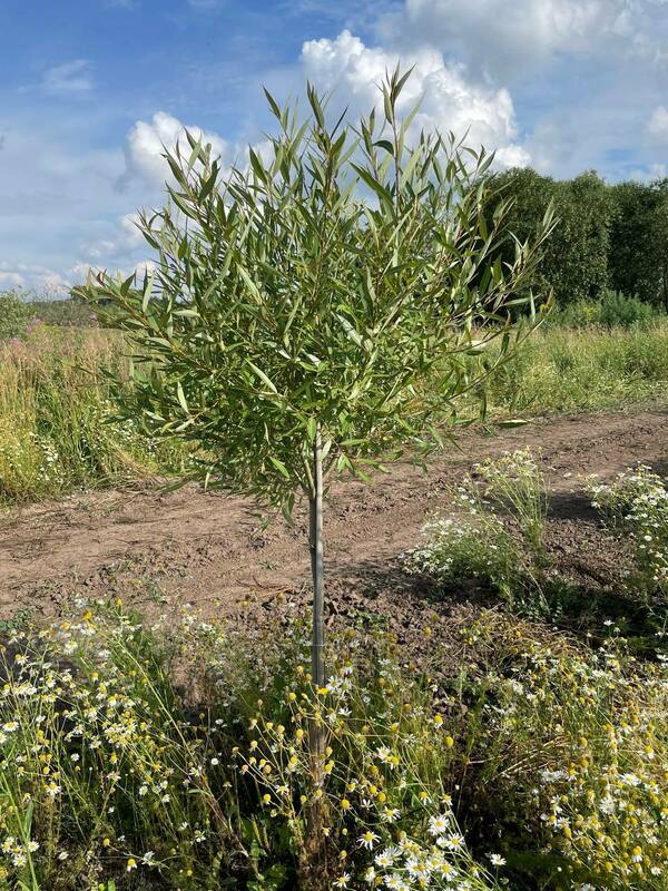 Ива ломкая Буллата (Salix fragilis 'Bullata')