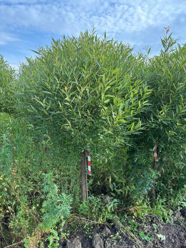 Ива ломкая Буллата (Salix fragilis 'Bullata')