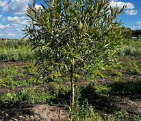 Ива ломкая Буллата (Salix fragilis 'Bullata')