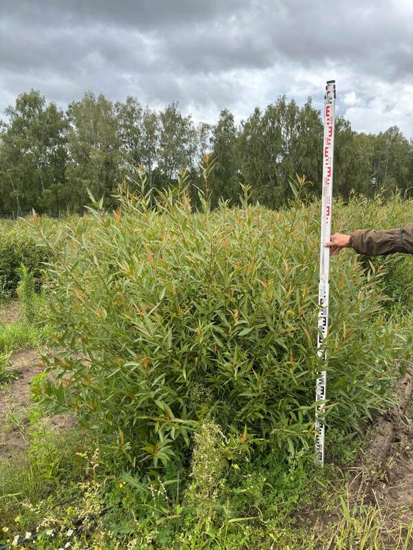 Ива ломкая (Salix fragilis) (формы)