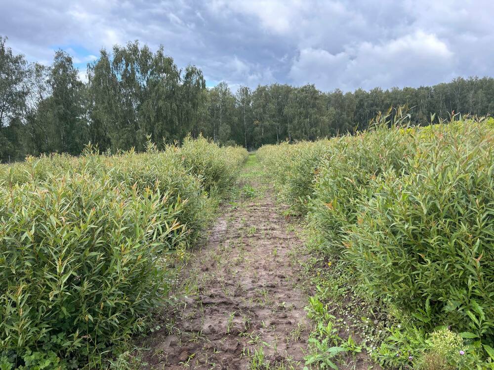 Ива ломкая (Salix fragilis) (формы)