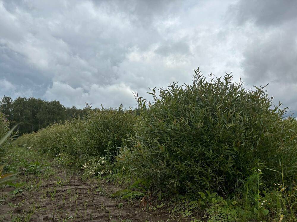 Ива ломкая (Salix fragilis) (формы)