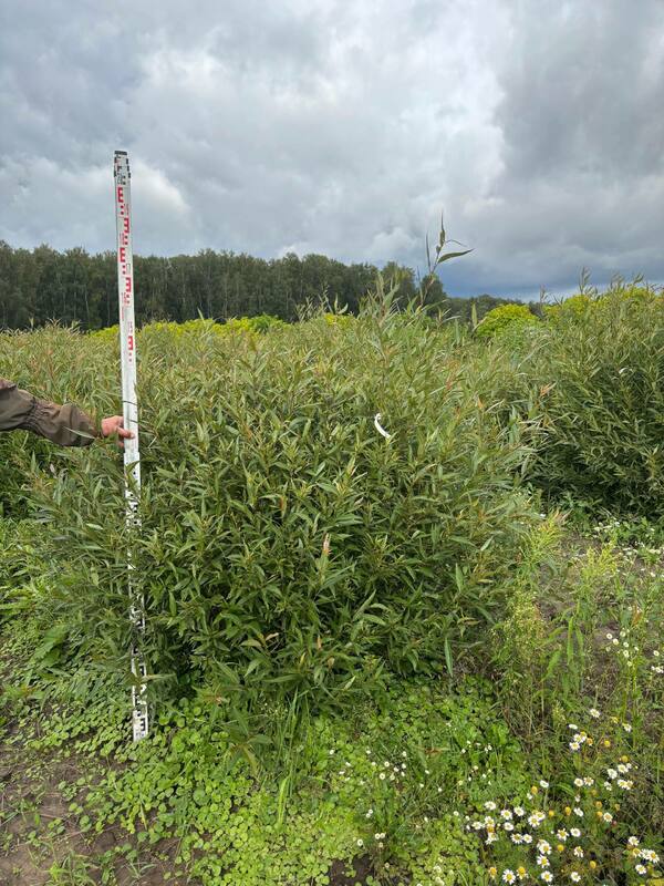Ива ломкая (Salix fragilis) (формы)