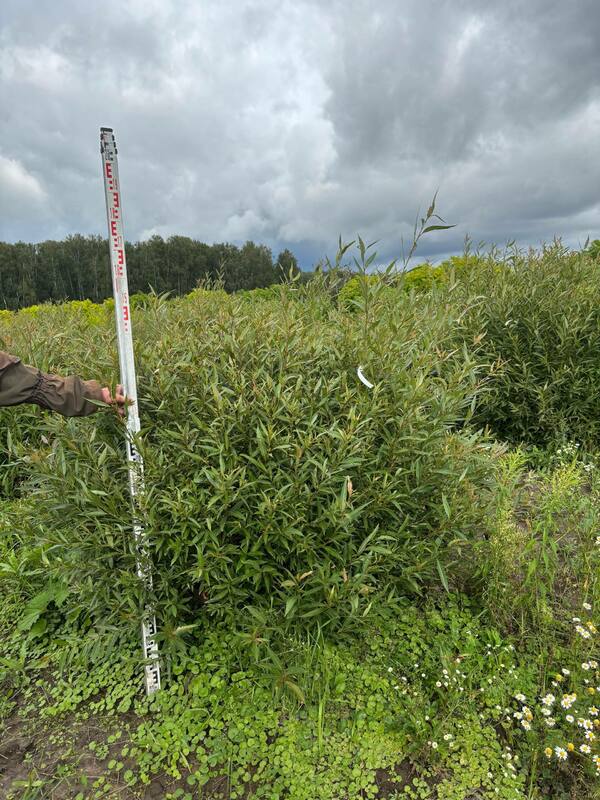 Ива ломкая (Salix fragilis) (формы)