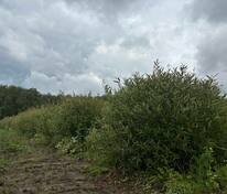 Ива ломкая (Salix fragilis) (формы)