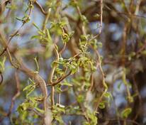 Ива Матсудана Тортуоза (Salix matsudana 'Tortuosa')