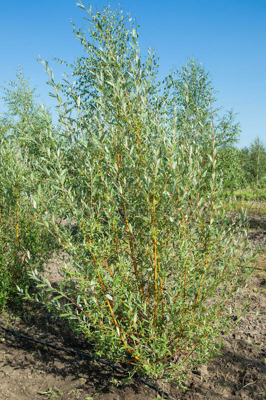 Ива Памяти Бажова (Salix 'Pamyati Bazhova')