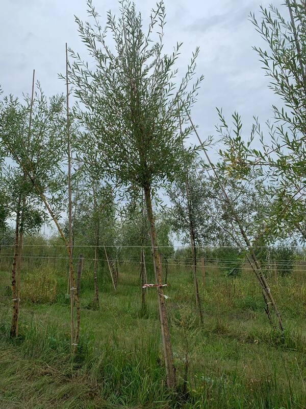 Ива Памяти Бажова (Salix 'Pamyati Bazhova')