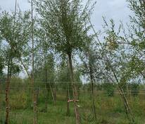 Ива Памяти Бажова (Salix 'Pamyati Bazhova')