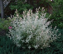 Ива пепельная Триколор (Salix cinerea 'Tricolor')