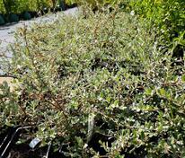 Ива ползучая Грин Карпет (Salix repens 'Green Carpet')