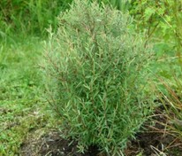 Ива пурпурная Узни (Salix purpurea 'Usni')