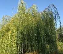 Ива росистая (Salix rorida)