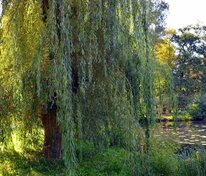 Ива Свердловская Блестящая (Salix 'Sverdlovskaya Blestyashchaya')