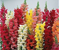 Антирринум большой смесь (Antirrhinum majus)