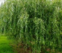 Ива Свердловская Плакучая (Salix 'Sverdlovskaya Plakuchaya')