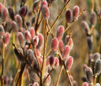 Ива тонкостолбиковая Маунт Асо (Salix gracilistyla 'Mount Aso')