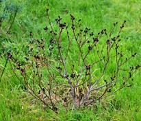 Ива тонкостолбиковая Меланостахис (Salix gracilistyla 'Melanostachys')