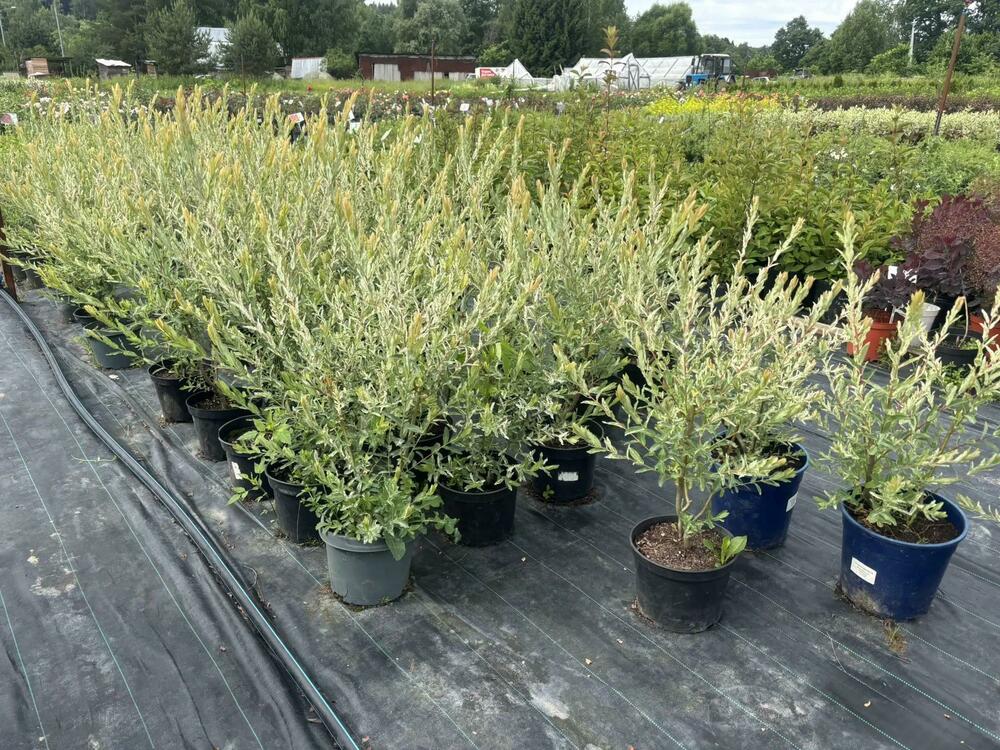 Ива цельнолистная Хакуро-Нишики (Salix integra 'Hakuro-nishiki')