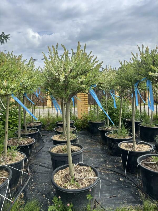 Ива цельнолистная Хакуро-Нишики (Salix integra 'Hakuro-nishiki')