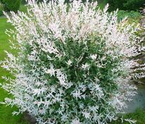 Ива цельнолистная "Hakuro-nishiki" (Хакуро-Нишики)