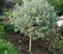 Ива швейцарская (Salix helvetica)