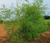 Ива Шверина (Salix × schwerinii) улучшенная