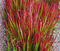 Императа цилиндрическая Ред Барон (Imperata cylindrica 'Red Baron')