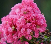 Лагерстремия индийская (Lagerstroemia indica) (индийская сирень)