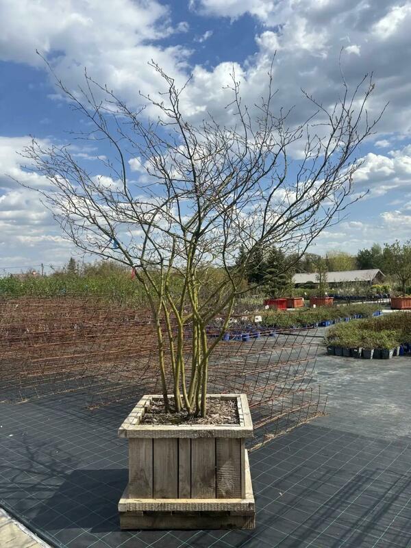 Ирга Ламарка (Amelanchier lamarckii) (канадская)