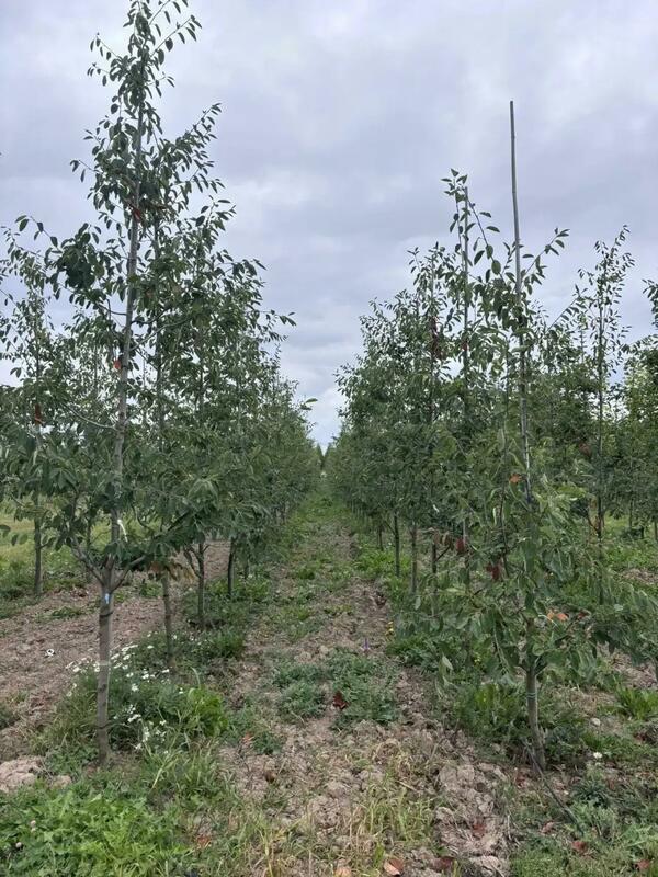Ирга Ламарка (Amelanchier lamarckii) (канадская)