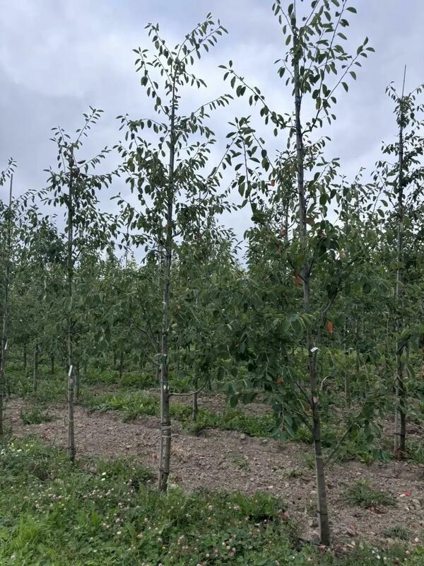 Ирга Ламарка (Amelanchier lamarckii) (канадская)