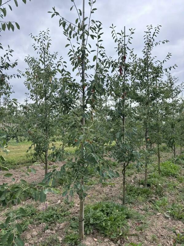 Ирга Ламарка (Amelanchier lamarckii) (канадская)