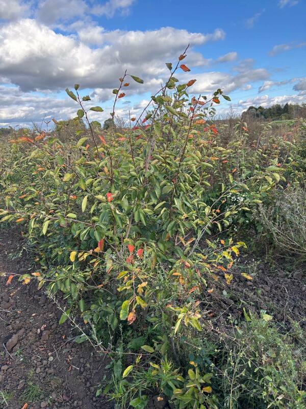 Ирга Ламарка (Amelanchier lamarckii) (канадская)