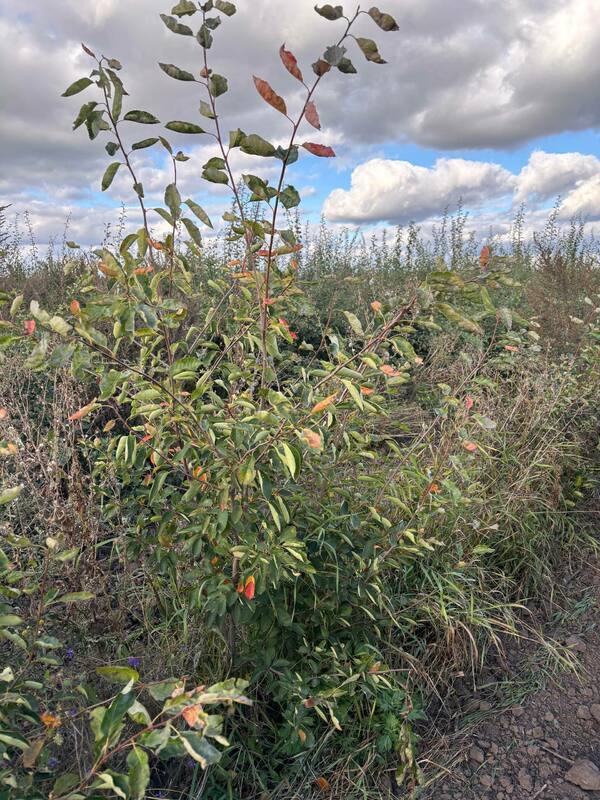 Ирга Ламарка (Amelanchier lamarckii) (канадская)