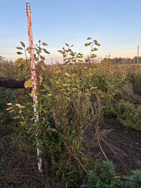 Ирга Ламарка (Amelanchier lamarckii) (канадская)
