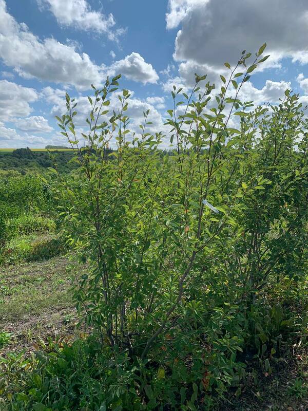 Ирга Ламарка (Amelanchier lamarckii) (канадская)