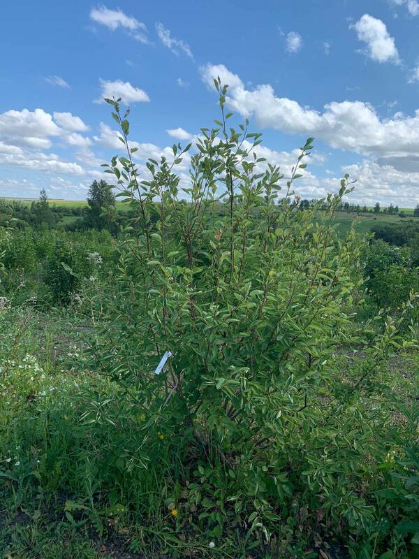 Ирга Ламарка (Amelanchier lamarckii) (канадская)