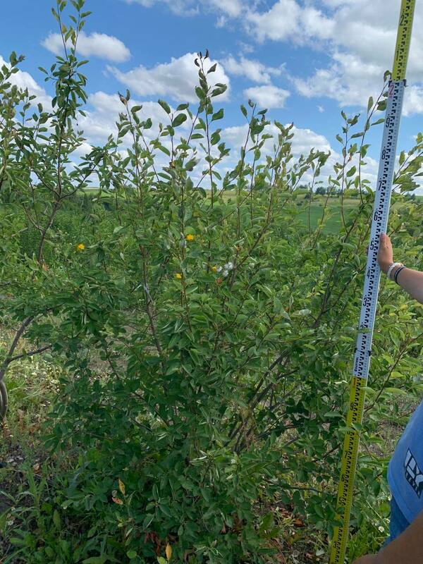 Ирга Ламарка (Amelanchier lamarckii) (канадская)