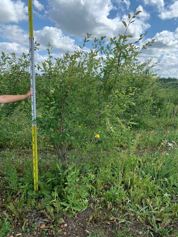 Ирга Ламарка (Amelanchier lamarckii) (канадская)