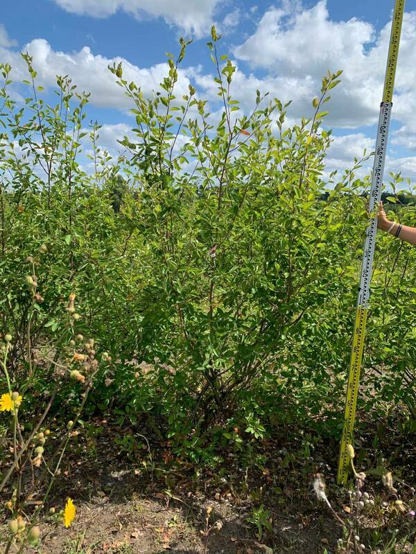 Ирга Ламарка (Amelanchier lamarckii) (канадская)