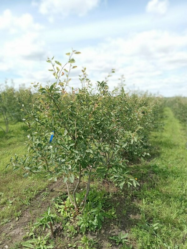 Ирга Ламарка (Amelanchier lamarckii) (канадская)
