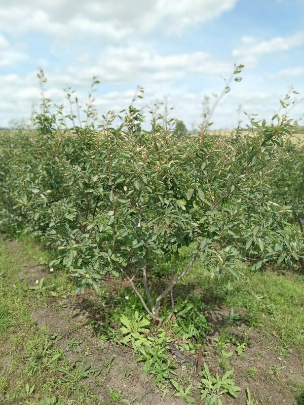 Ирга Ламарка (Amelanchier lamarckii) (канадская)