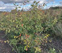 Ирга Ламарка (Amelanchier lamarckii) (канадская)