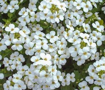 Арабис альпийский (Arabis alpina)