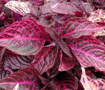 Ирезине Линдена (Iresine lindenii) пурп. лист