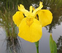 Ирис болотный (Iris pseudacorus)