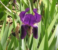 Ирис германский (Iris × germanica)