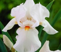 Ирис германский Бианка (Iris × germanica 'Bianca')
