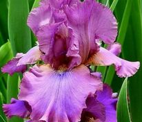 Ирис германский Кантина (Iris × germanica 'Cantina')